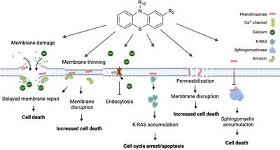 Repurposing phenothiazines for cancer therapy: compromising membrane integrity in cancer cells